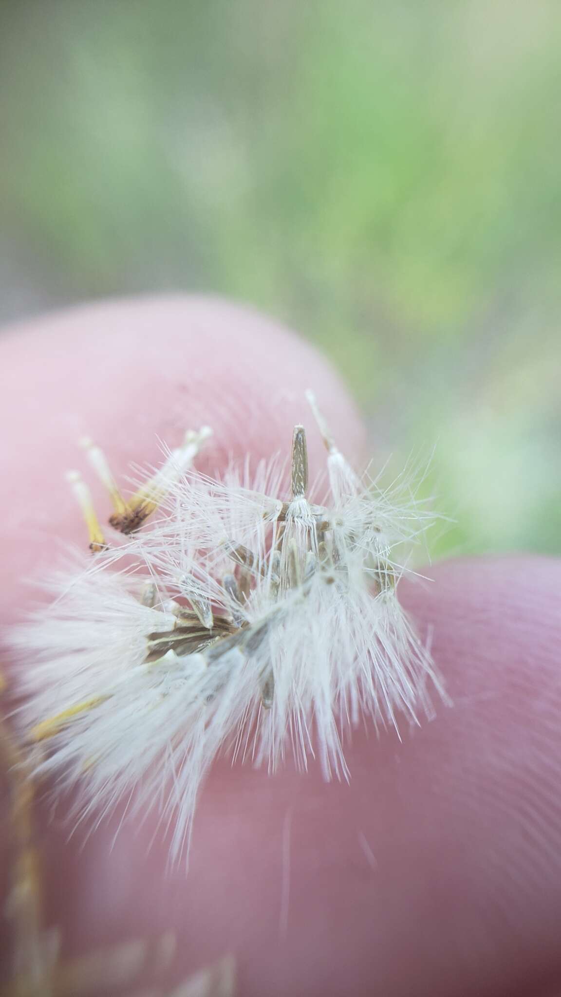 Image of California rayless fleabane