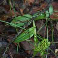 Plancia ëd Dactylorhiza viridis (L.) R. M. Bateman, Pridgeon & M. W. Chase