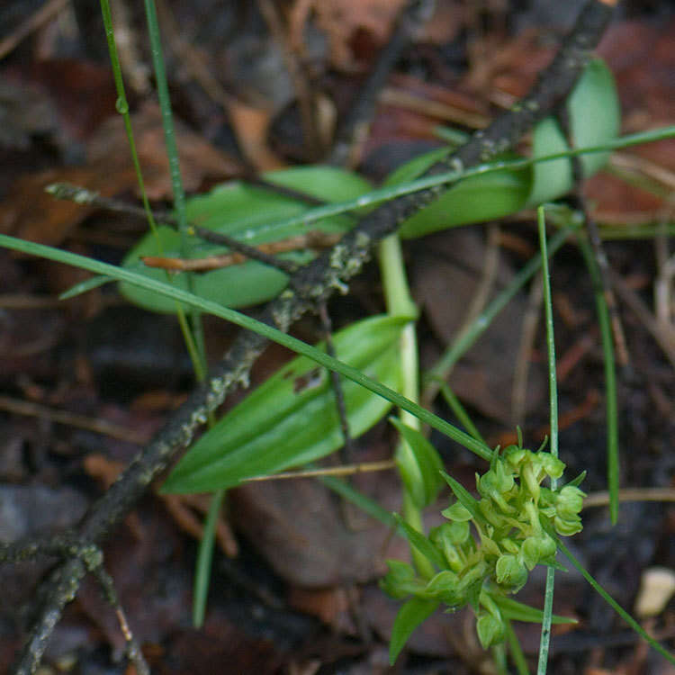 Plancia ëd Dactylorhiza viridis (L.) R. M. Bateman, Pridgeon & M. W. Chase