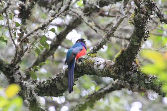 Image of Bar-tailed Trogon