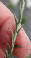 Image of Helichrysum cymosum subsp. cymosum