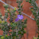 Слика од Eremophila obovata L. S. Smith