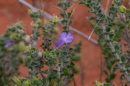 Imagem de Eremophila obovata L. S. Smith