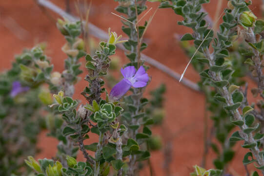 Слика од Eremophila obovata L. S. Smith