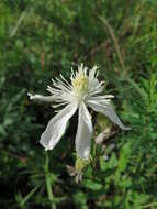 Imagem de Clematis hexapetala Pall.