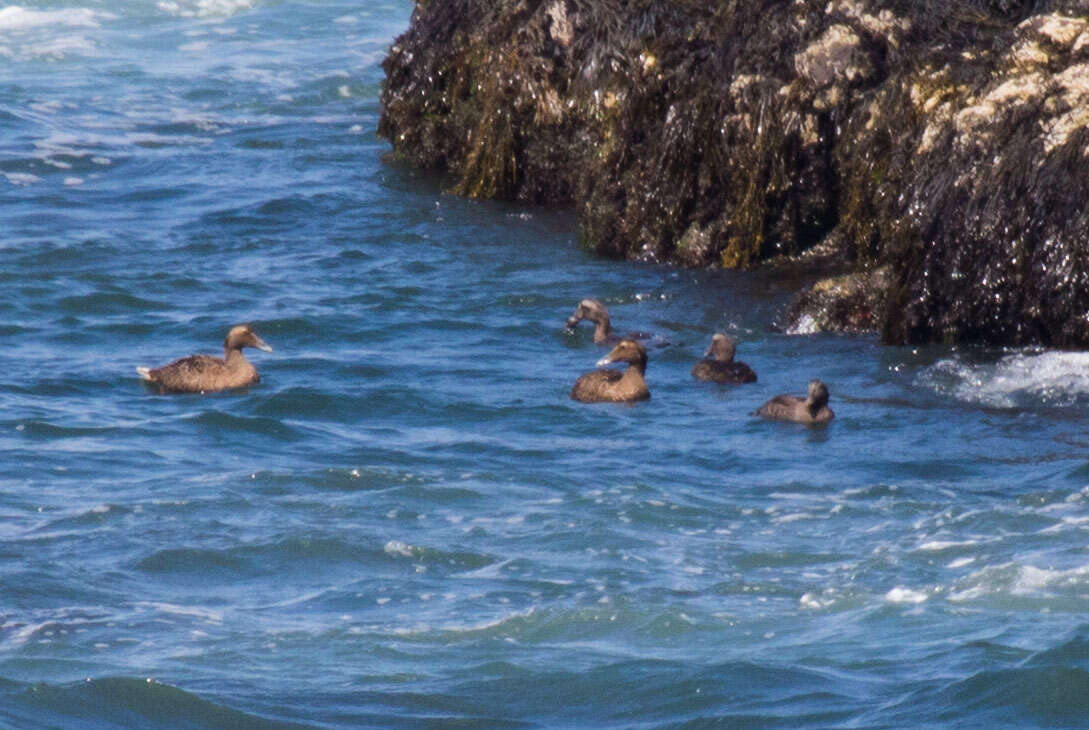 Image of Eider