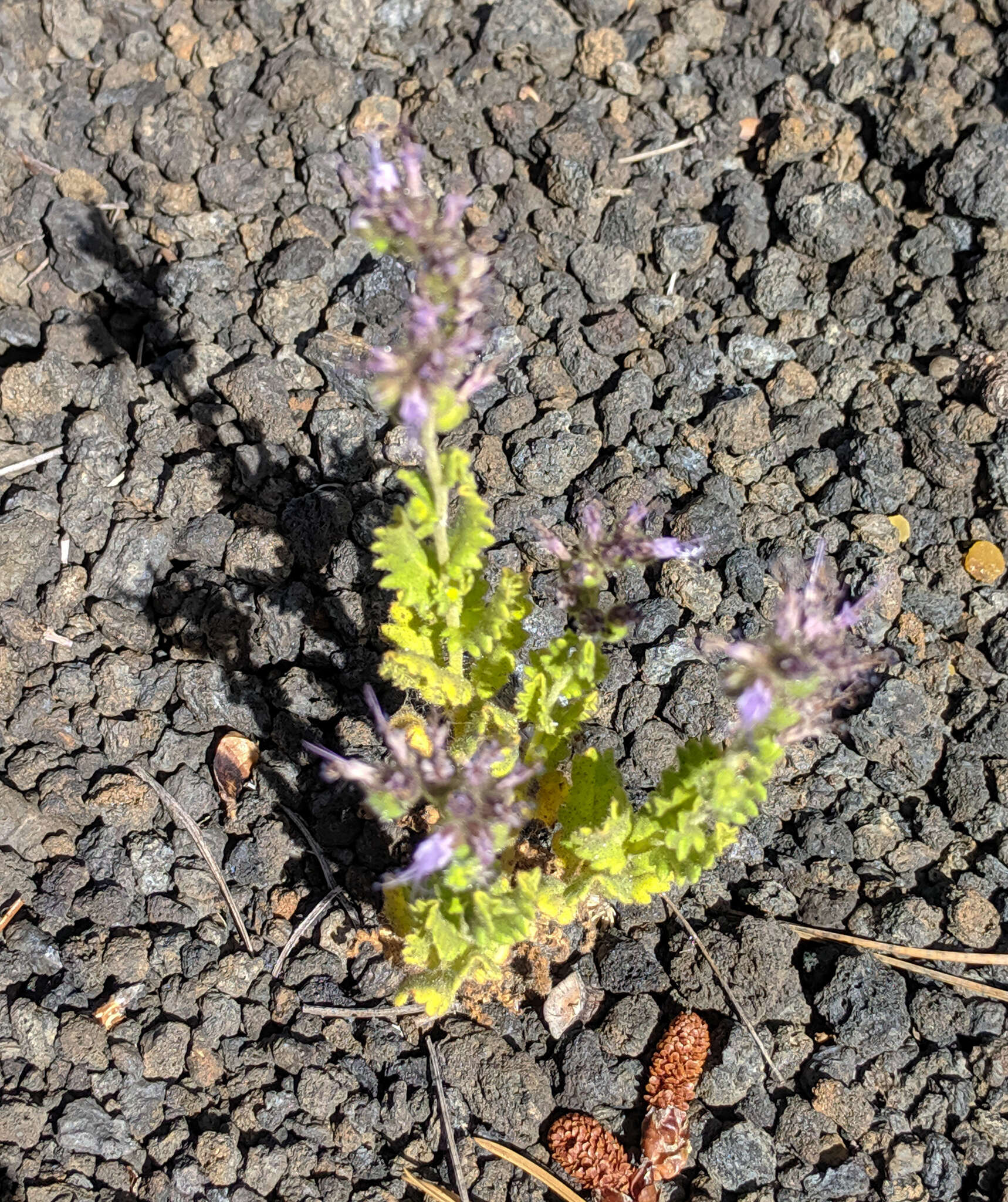 Image de Phacelia serrata J. W. Voss