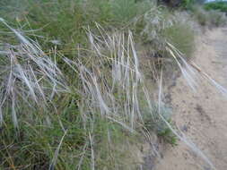 Image of Stipagrostis zeyheri (Nees) De Winter