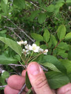 Image of Oregon Crab Apple