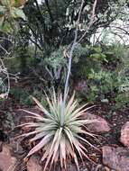 Image of Pretoria aloe