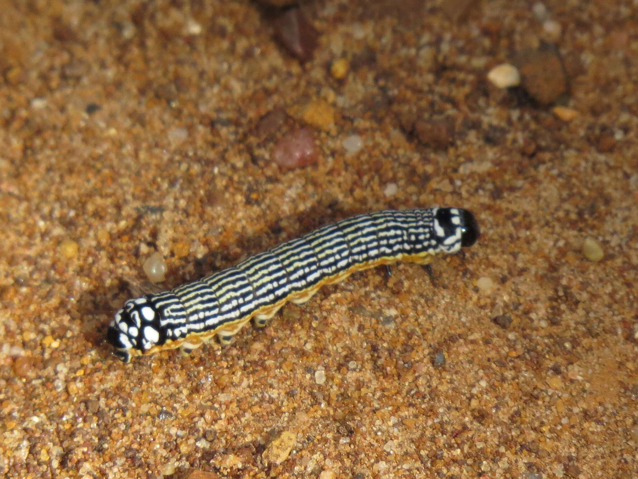 Image of Turbulent Phosphila