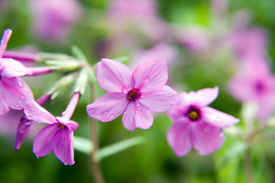 Image of creeping phlox