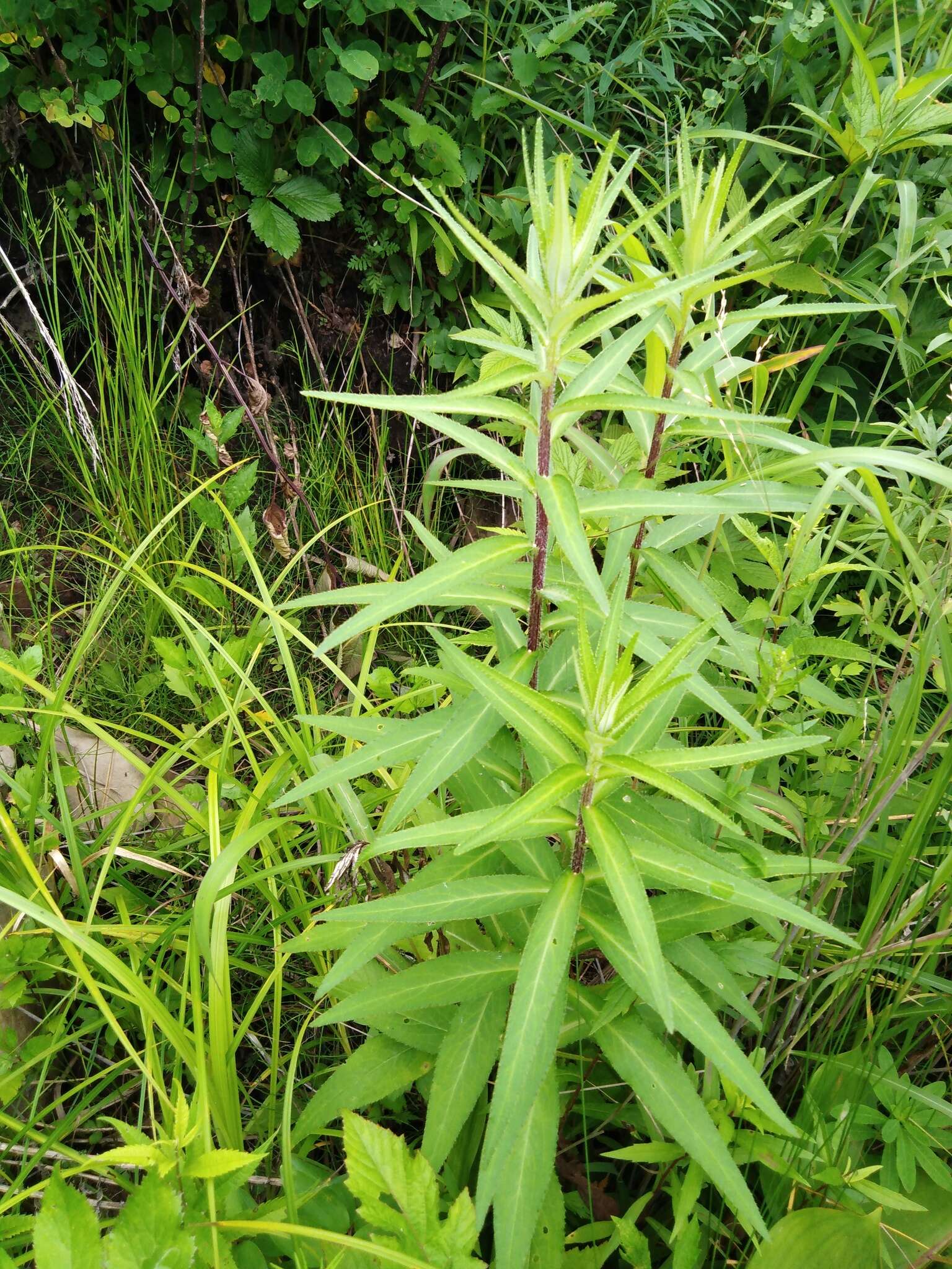 Слика од Cirsium vlassovianum Fisch. ex DC.