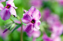 Image of creeping phlox