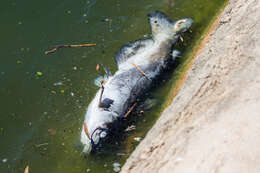 Image of channel catfish