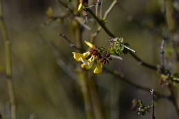 Image of Hippocrepis emerus subsp. emeroides (Boiss. & Spruner) Lassen