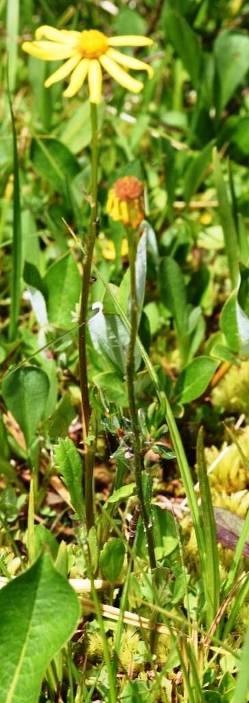 Image of Buek's Groundsel