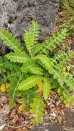 Imagem de Sonchus latifolius (Lowe) R. Jardim & M. Seq.