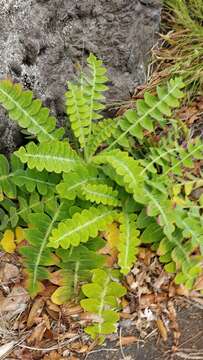 Imagem de Sonchus latifolius (Lowe) R. Jardim & M. Seq.