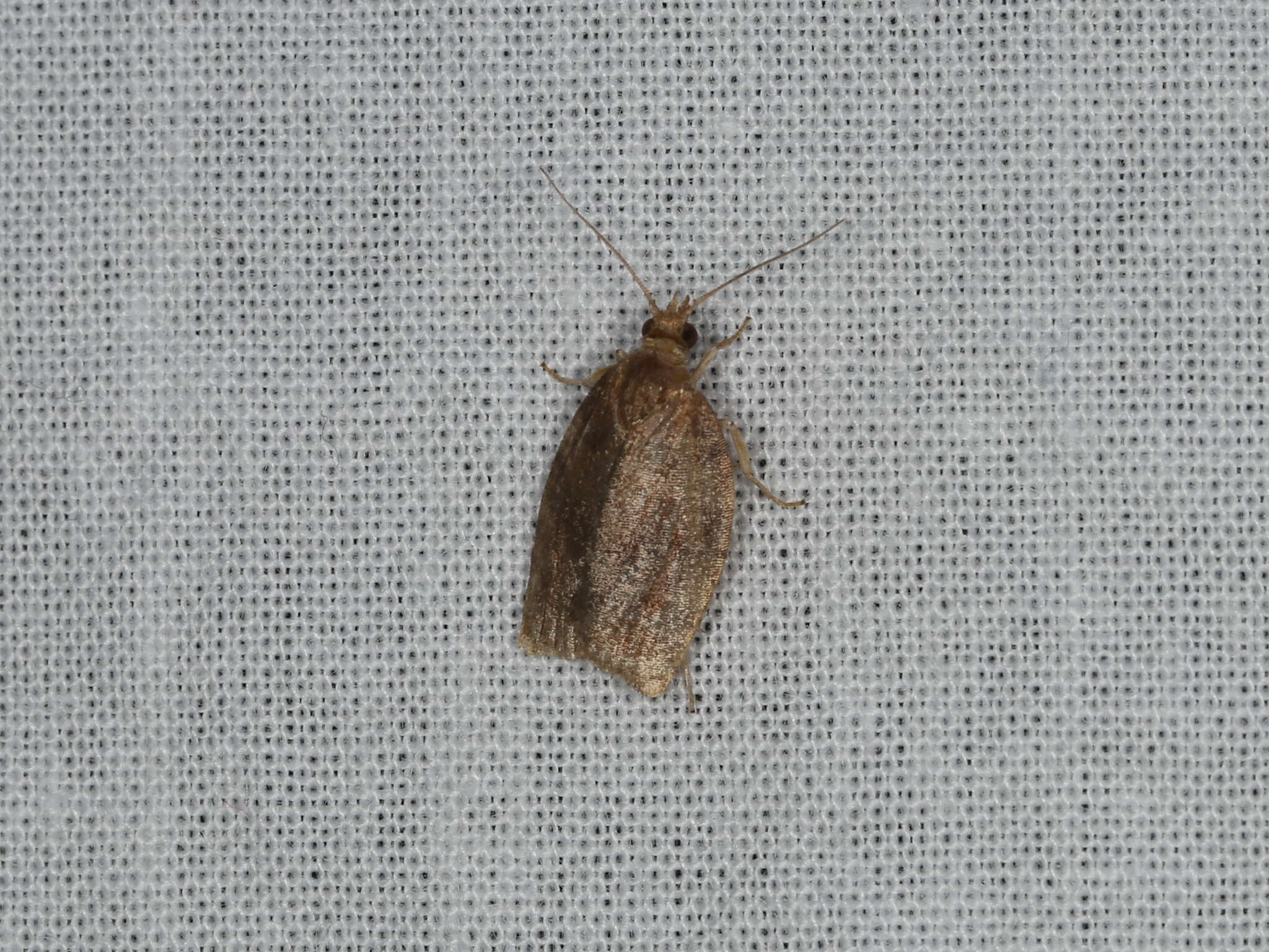 Image of Moth