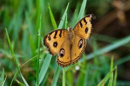 Image of Peacock Pansy