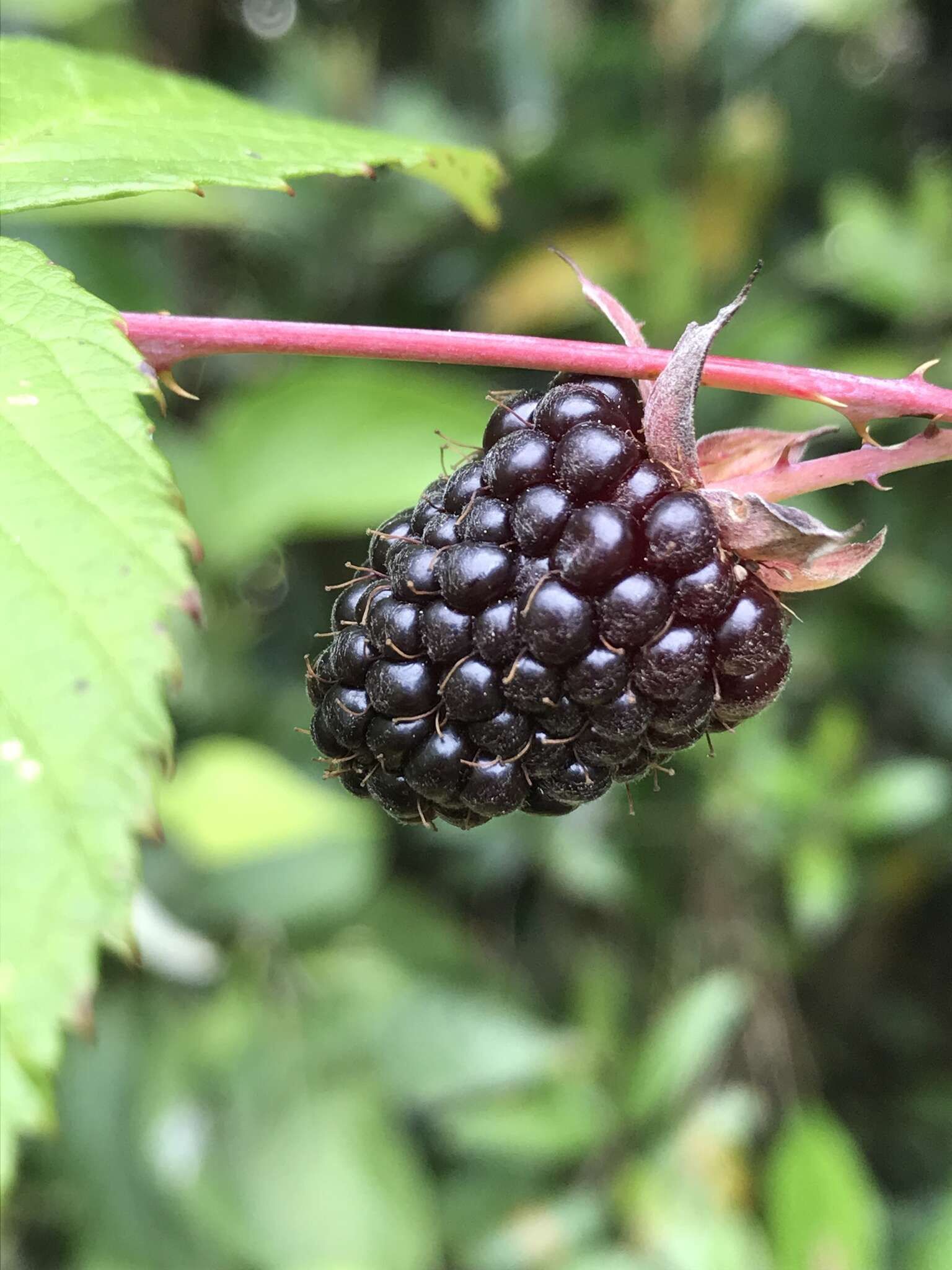 Image of Andes berry