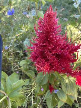 Imagem de <i>Celosia argentea</i> var. <i>plumosa</i>