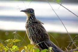 Image of Lesser Roadrunner