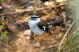 Image of White-browed Robin