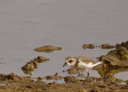 Image of Lesser Sand Plover