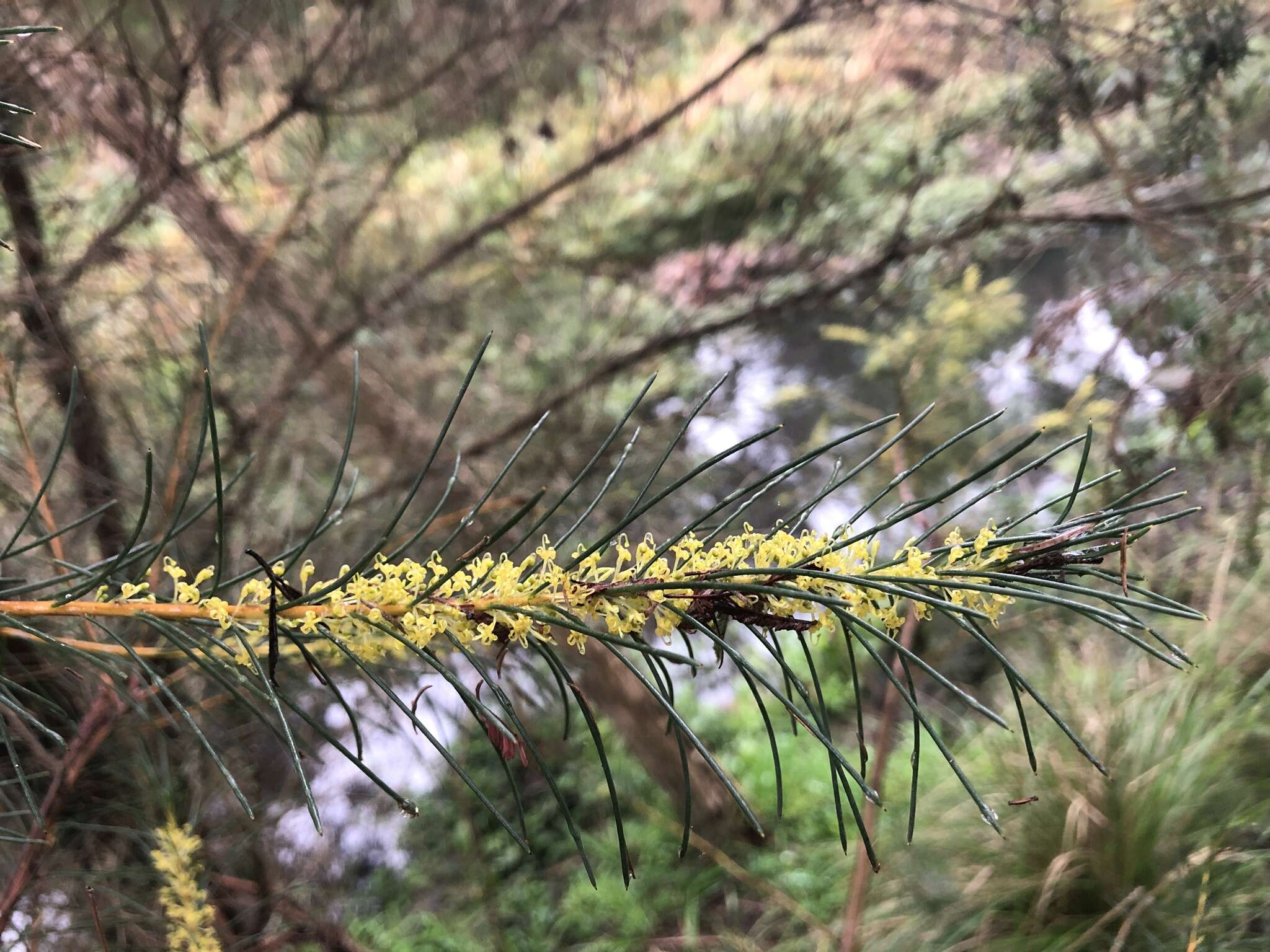 Image of Hakea nodosa R. Br.