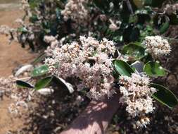 Image of Miconia albicans (Sw.) Steud.