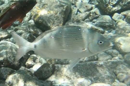 Image of Arabian pinfish