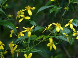 Слика од Bidens reptans (L.) G. Don