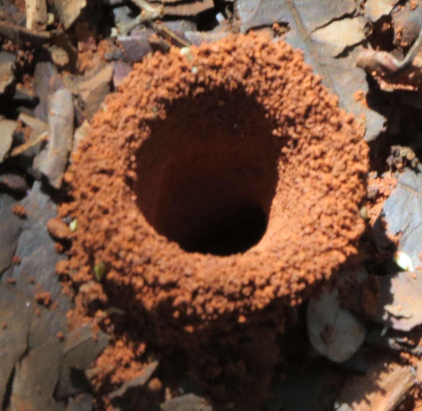 Image of Pheidole oxyops Forel 1908