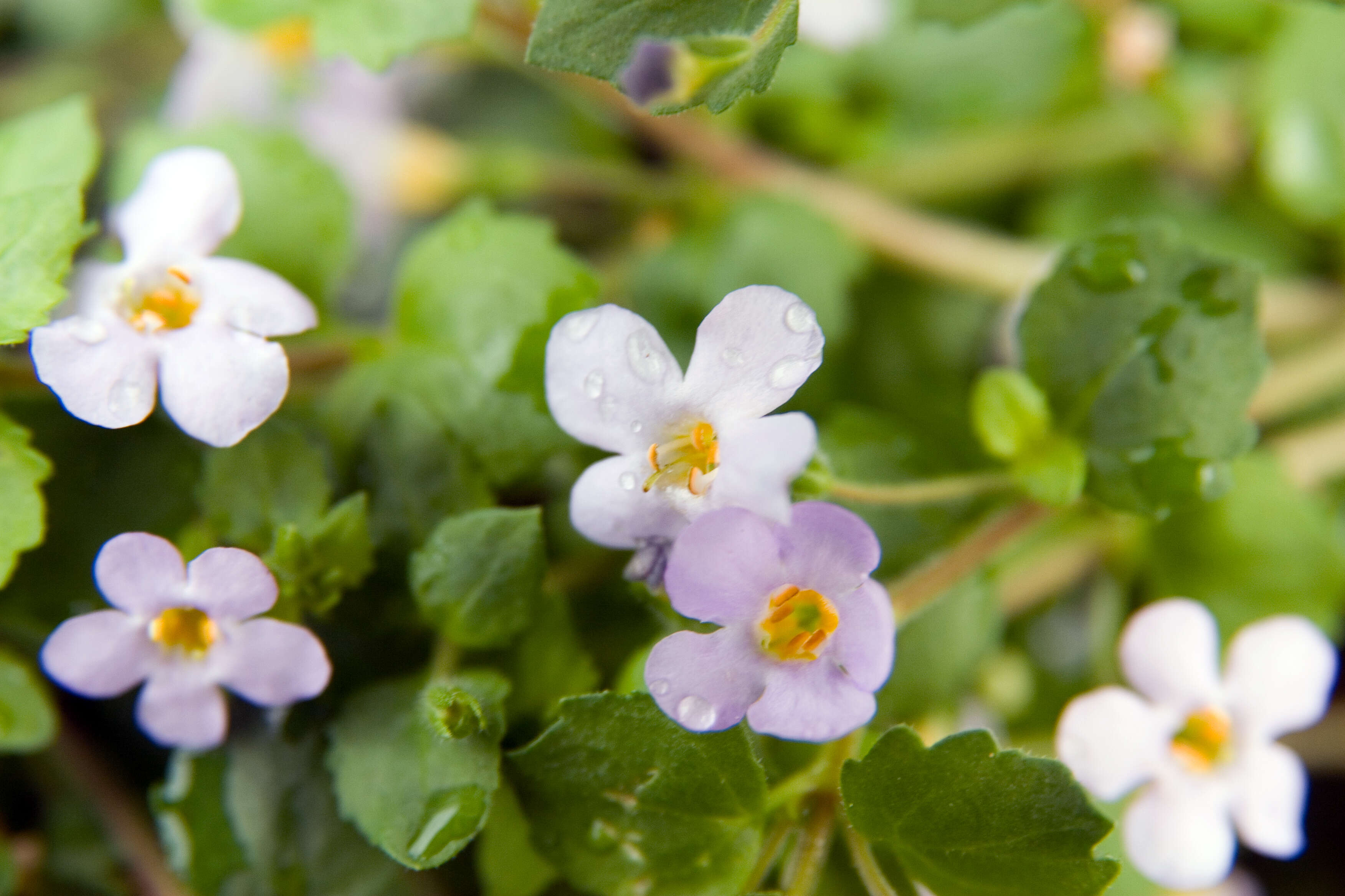 Image of Sutera cordata (Thunb.) Kuntze