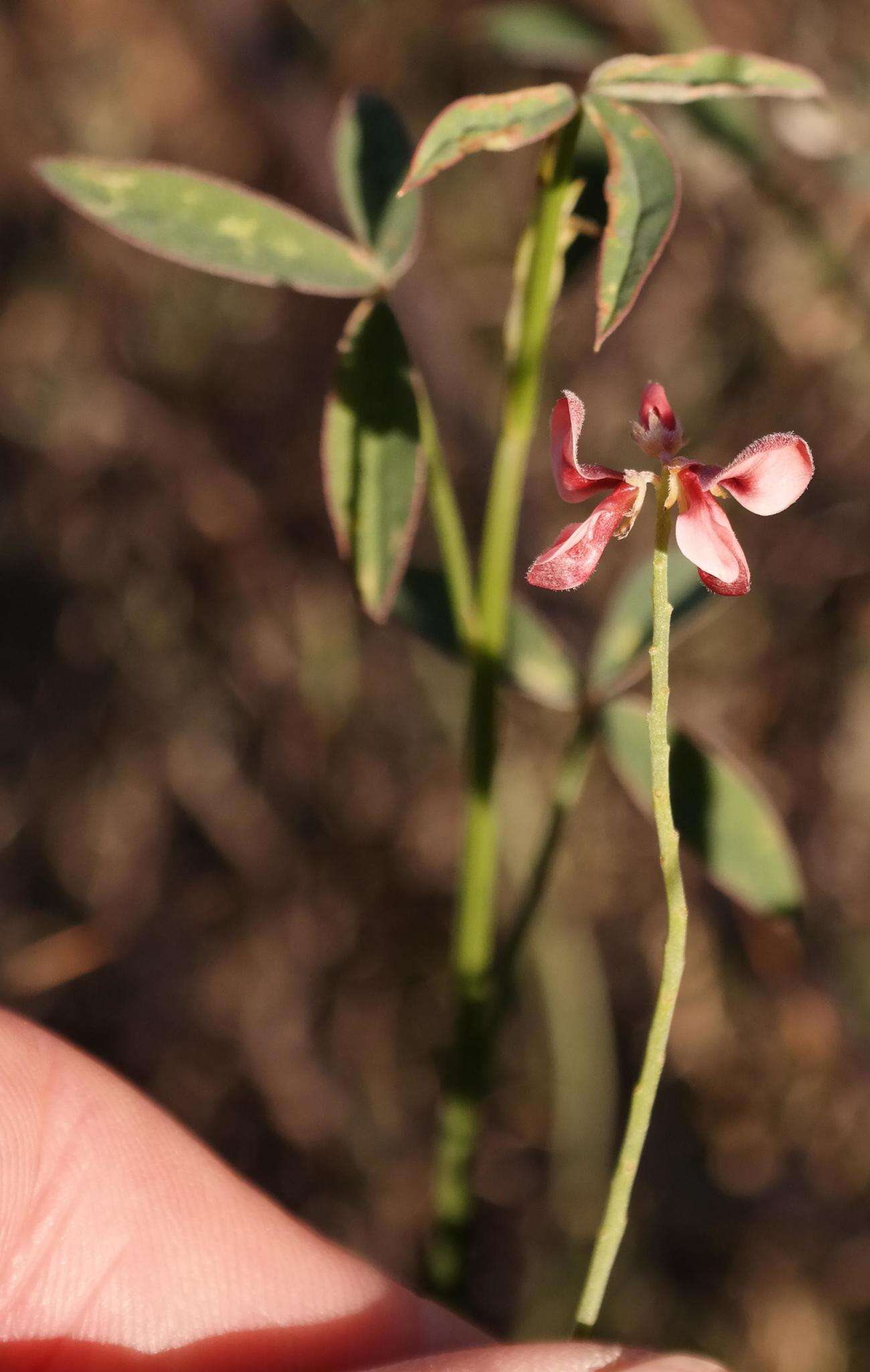 Plancia ëd Indigofera triquetra E. Mey.