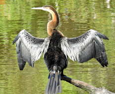 Image of Anhinga rufa rufa (Daudin 1802)