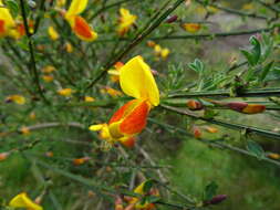 Image of Scotch broom