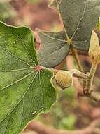 Image de Wissadula parvifolia Fryxell