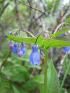 Image of tall bluebells