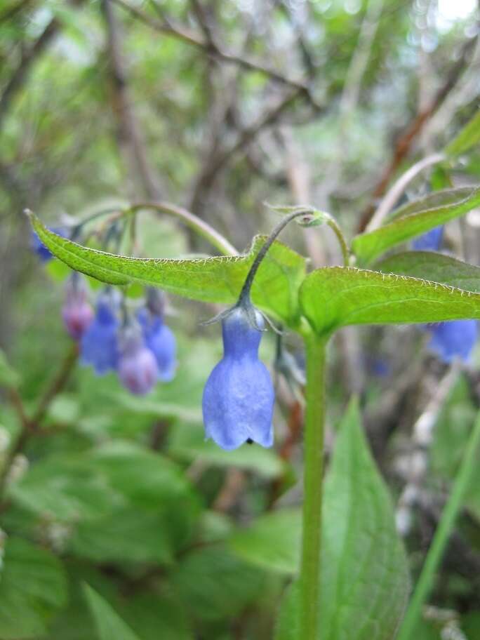 Image of tall bluebells