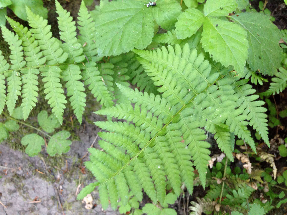 Image of Lady-fern