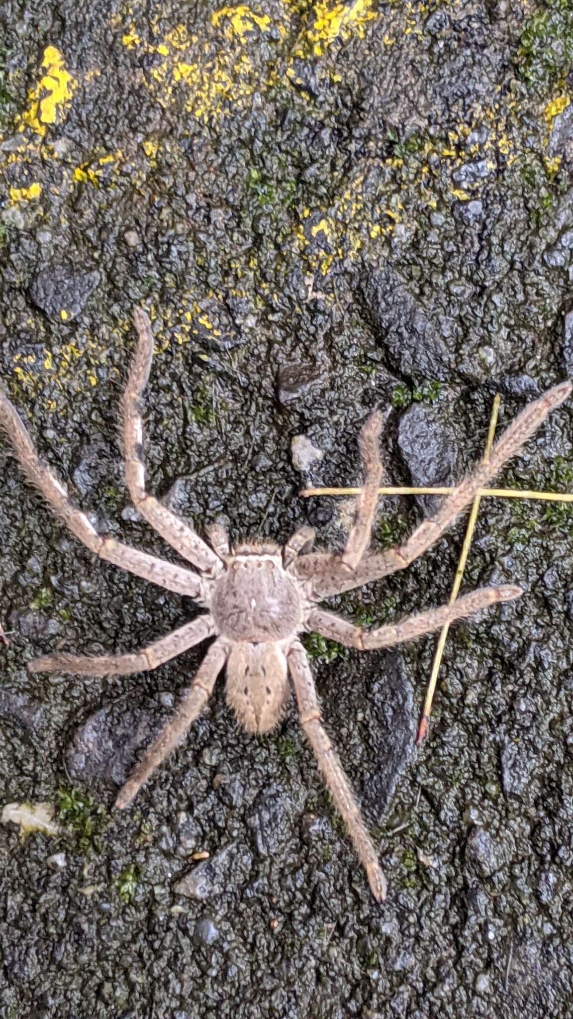 Image of Isopedella leai (Hogg 1903)