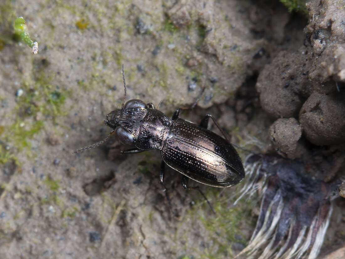 Image of Rough-necked Springtail-stalker