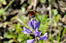 Image of Bombylius ambustus Pallas & Wiedemann 1818