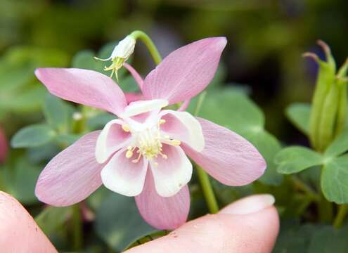 Image of fan columbine