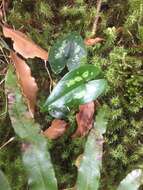 Image of Asarum taipingshanianum S. F. Huang, T. H. Hsieh & T. C. Huang