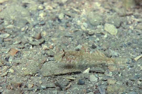 Image of Nesogobius greeni Hoese & Larson 2006