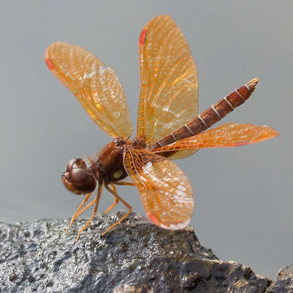 Image of Eastern Amberwing